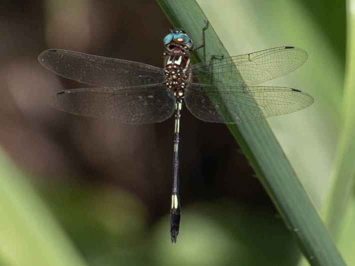 Brechmorhoga praecox (Slender Clubskimmer)-3.jpg